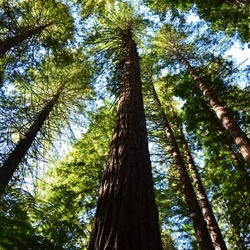 2017-03 New Zealand/Red Woods/DSC_0156.JPG